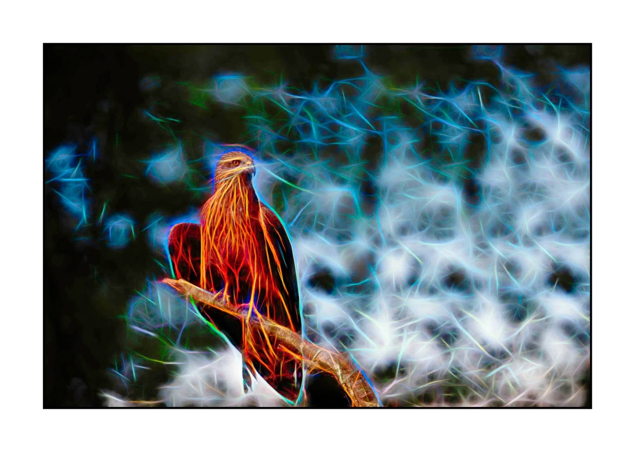 fusion/001-oiseaux-de-la-dombes/edition-limitee/en/09-bird-dombes-in-fusion-2461-32F