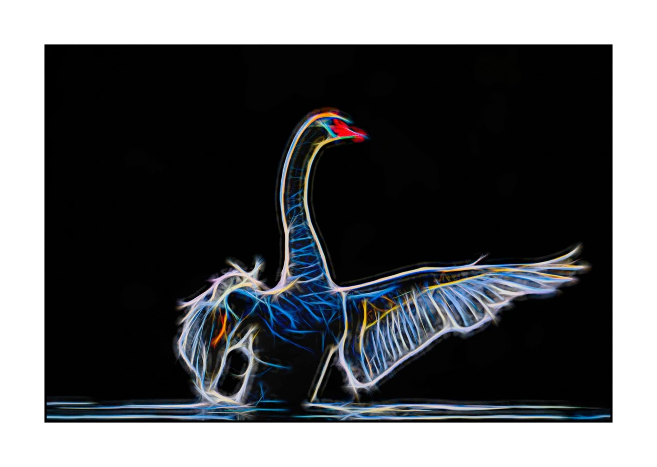 fusion/001-oiseaux-de-la-dombes/edition-limitee/en/12-bird-dombes-in-fusion-2464-32F