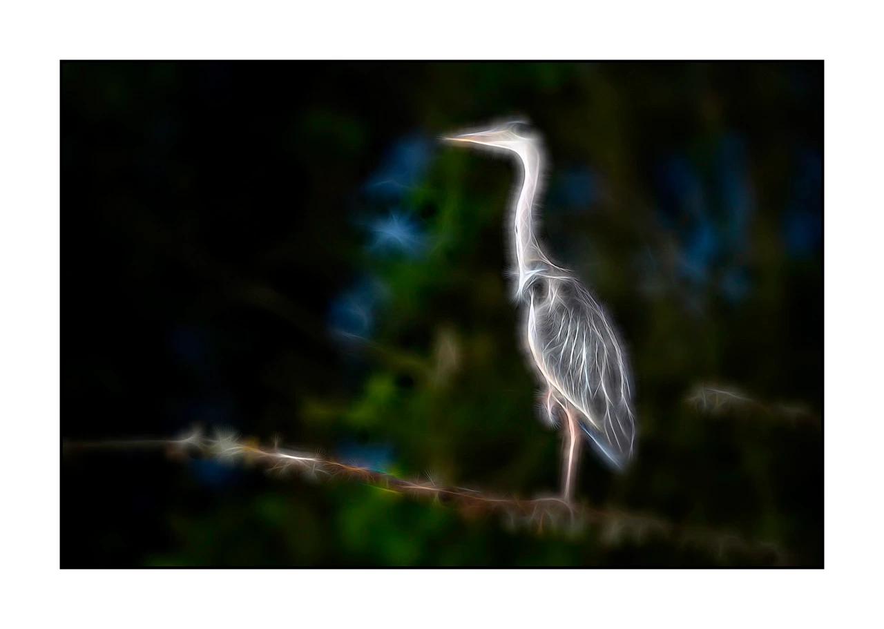 fusion/001-oiseaux-de-la-dombes/edition-limitee/en/13-bird-dombes-in-fusion-2465-32F