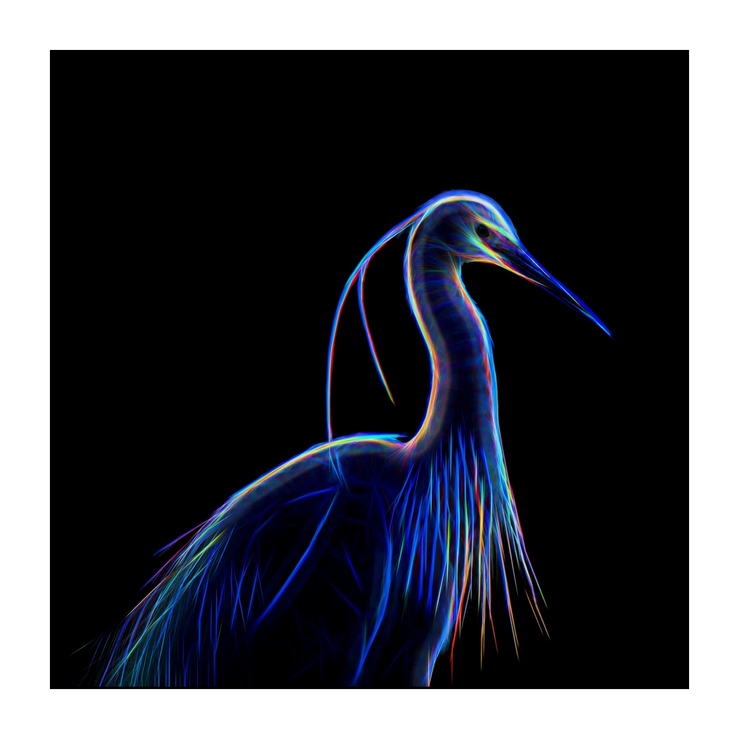 fusion/001-oiseaux-de-la-dombes/edition-limitee/fr/01-oiseaux-de-la-dombes-220517DOMWLD0001F