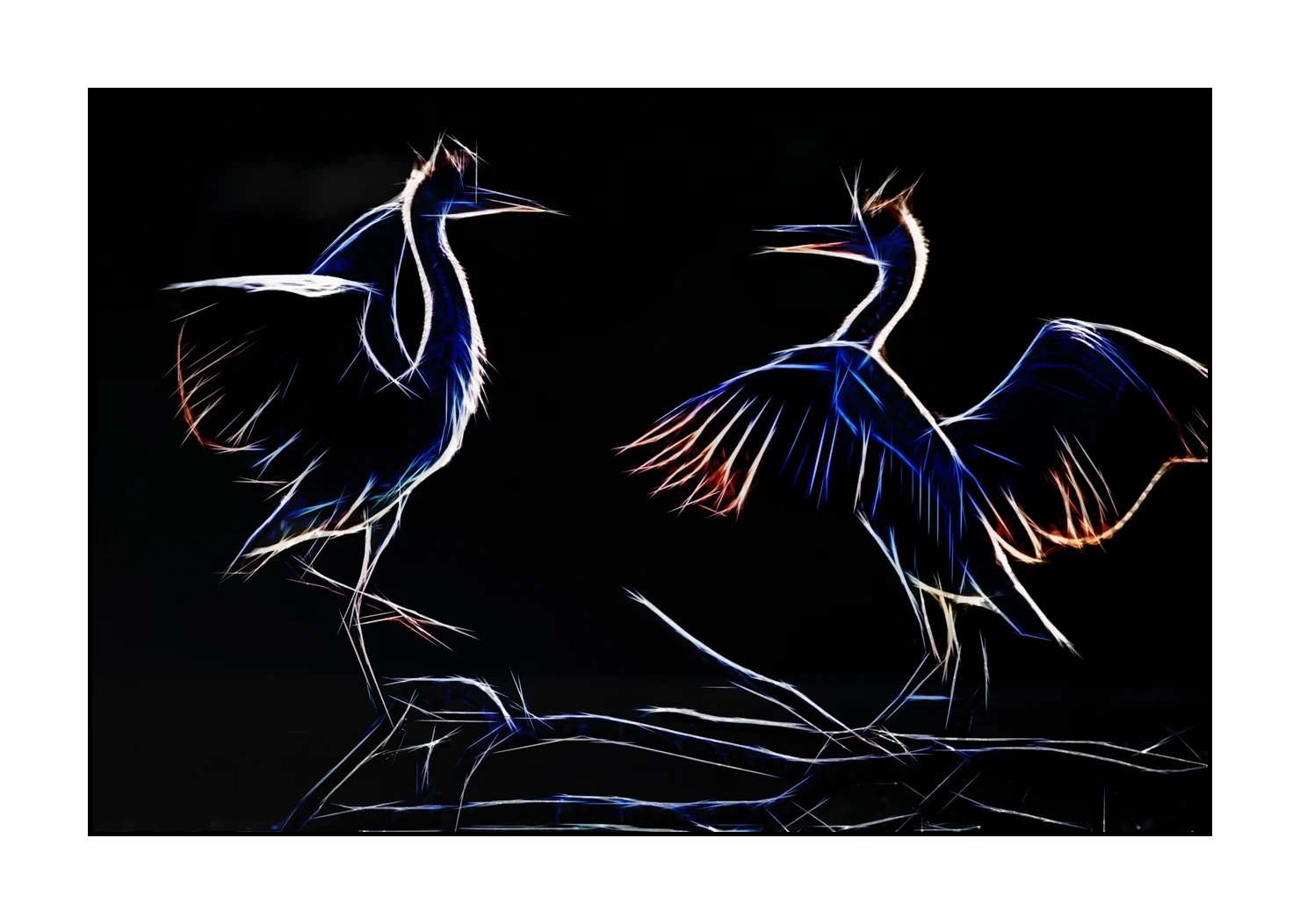 fusion/001-oiseaux-de-la-dombes/edition-limitee/fr/07-oiseaux-de-la-dombes-220517DOMWLD1272F