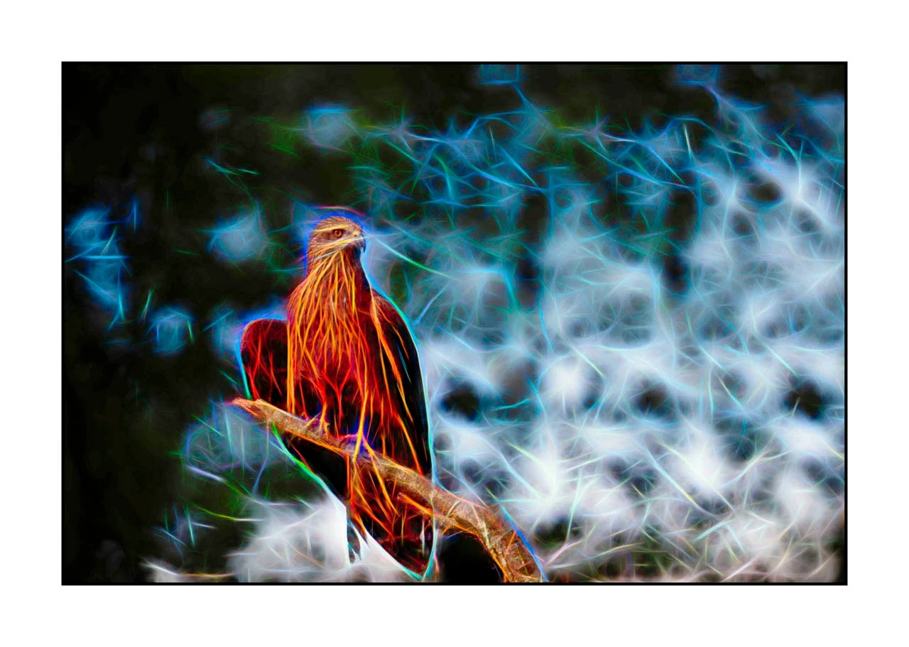 fusion/001-oiseaux-de-la-dombes/edition-limitee/fr/09-oiseau-dombes-style-fusion-2461-32F