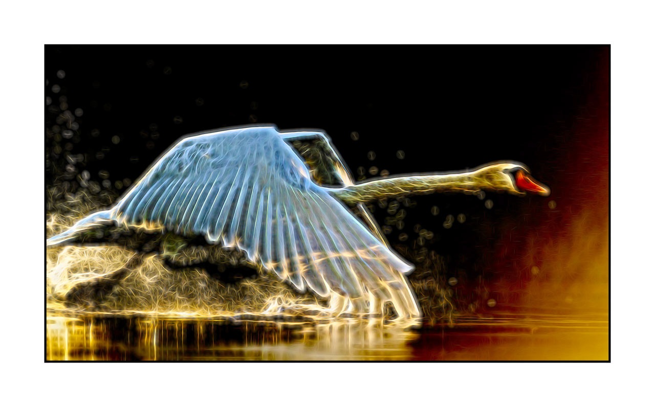 fusion/001-oiseaux-de-la-dombes/edition-ouverte/fr/edition-ouverte-1956-169C