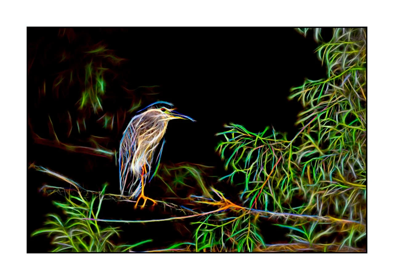 fusion/001-oiseaux-de-la-dombes/en/10-bird-dombes-in-fusion-2462-32F