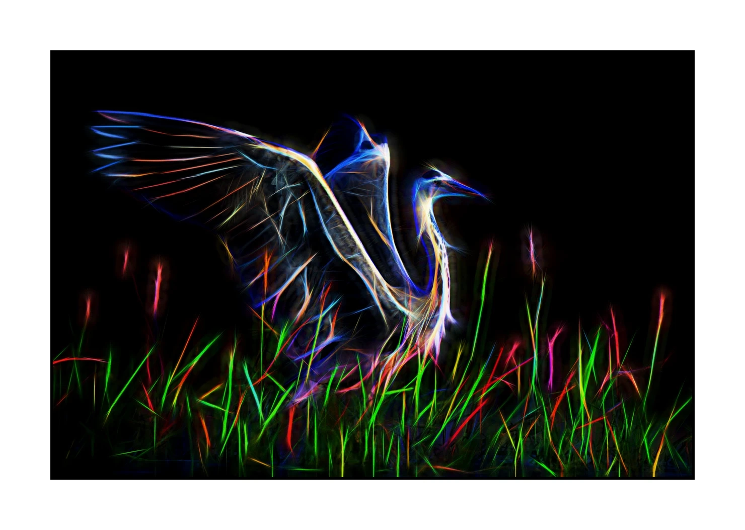 fusion/001-oiseaux-de-la-dombes/fr/04-oiseaux-de-la-dombes-220517DOMWLD1145F