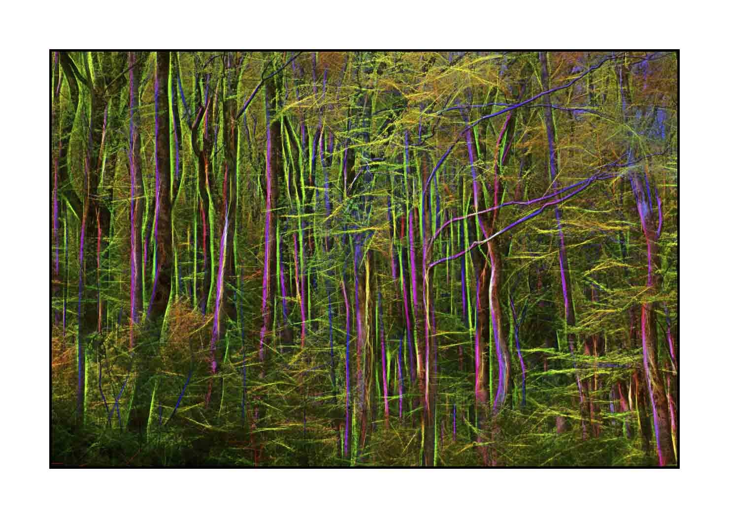 fusion/002-arbres-et-sous-bois/en/09-trees-undergrowth-in-fusion-1795-32F