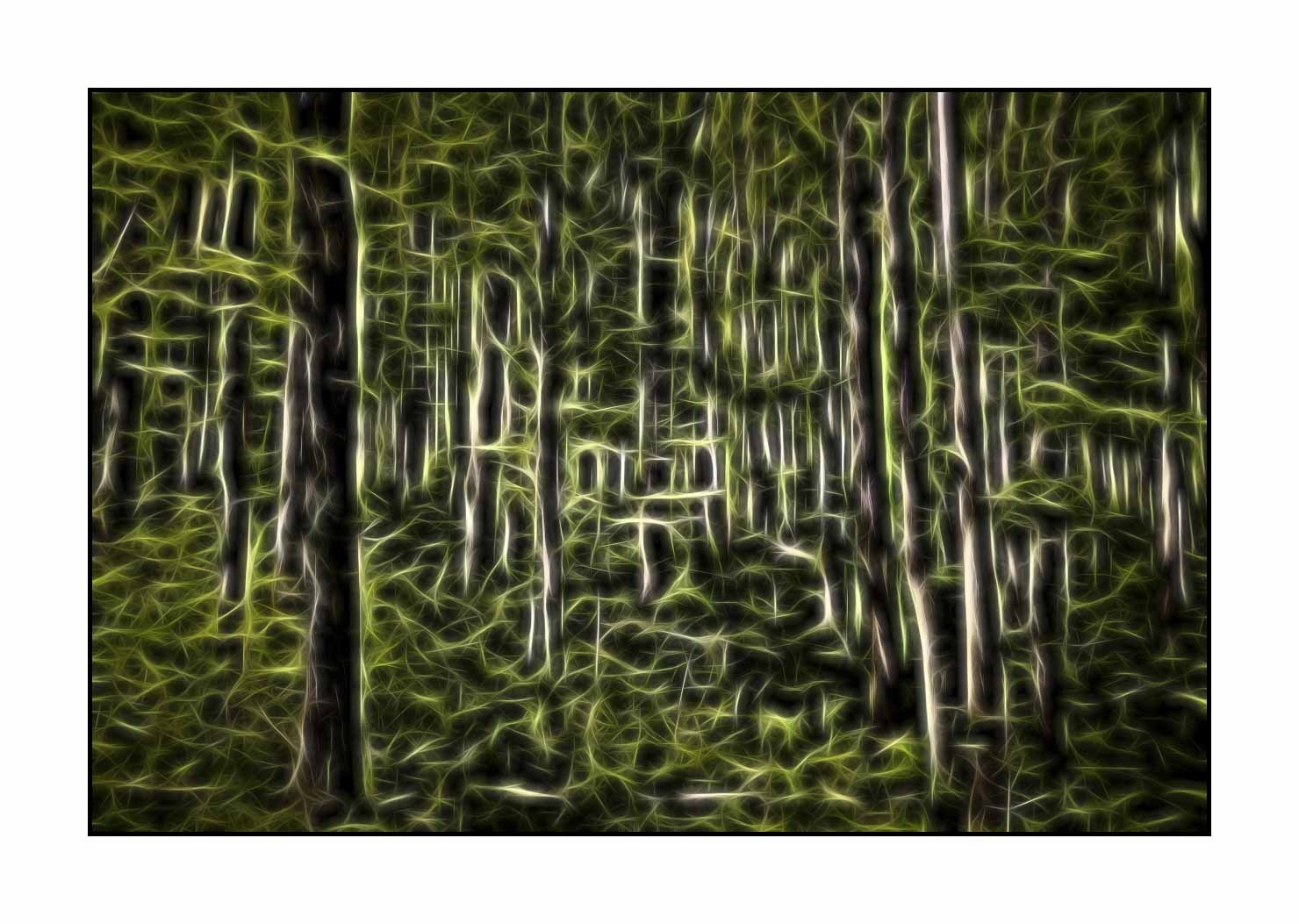 fusion/002-arbres-et-sous-bois/en/11-trees-undergrowth-in-fusion-1797-32F