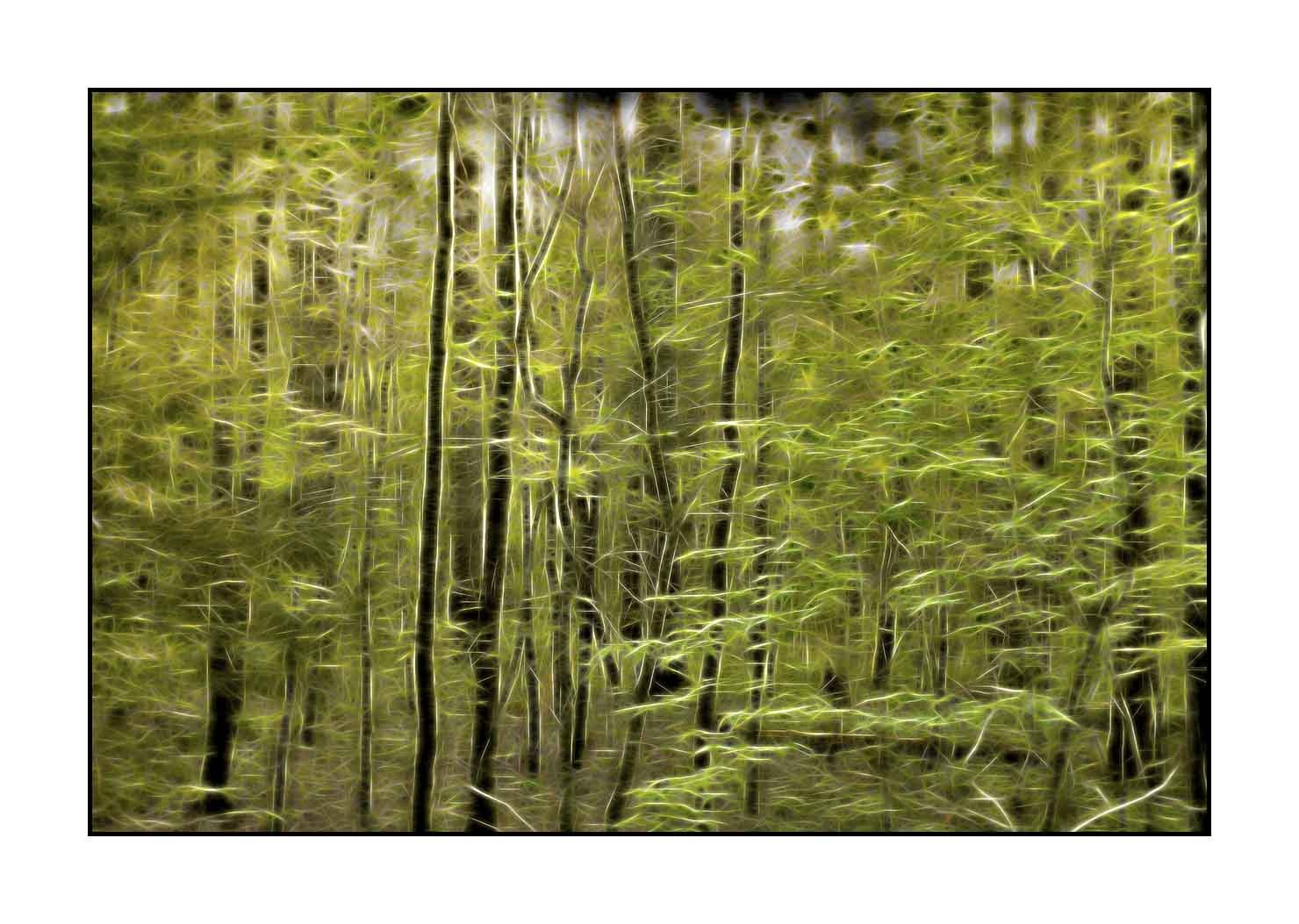 fusion/002-arbres-et-sous-bois/en/12-trees-undergrowth-in-fusion-1798-32F