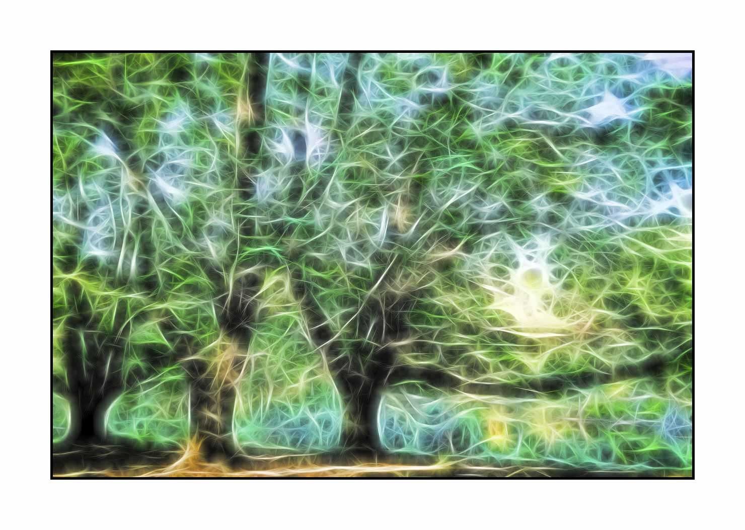 fusion/002-arbres-et-sous-bois/fr/03-arbres-sous-bois-en-fusion-1678-32F