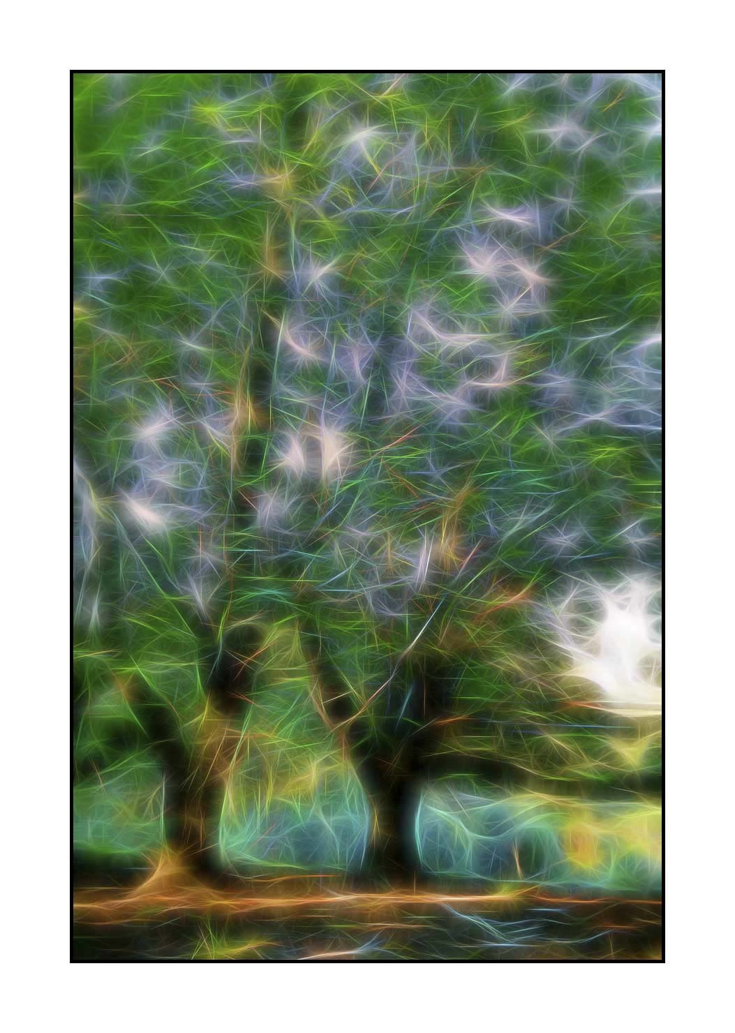 fusion/002-arbres-et-sous-bois/fr/04-arbres-sous-bois-en-fusion-1679-32F