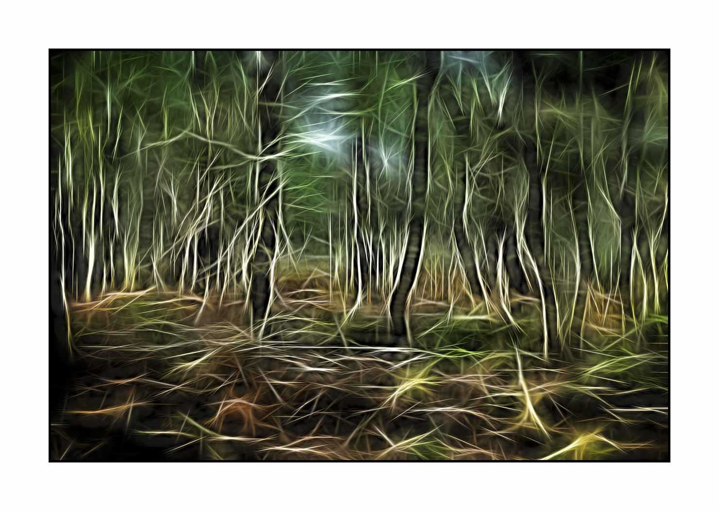 fusion/002-arbres-et-sous-bois/fr/05-arbres-sous-bois-en-fusion-1680-32F