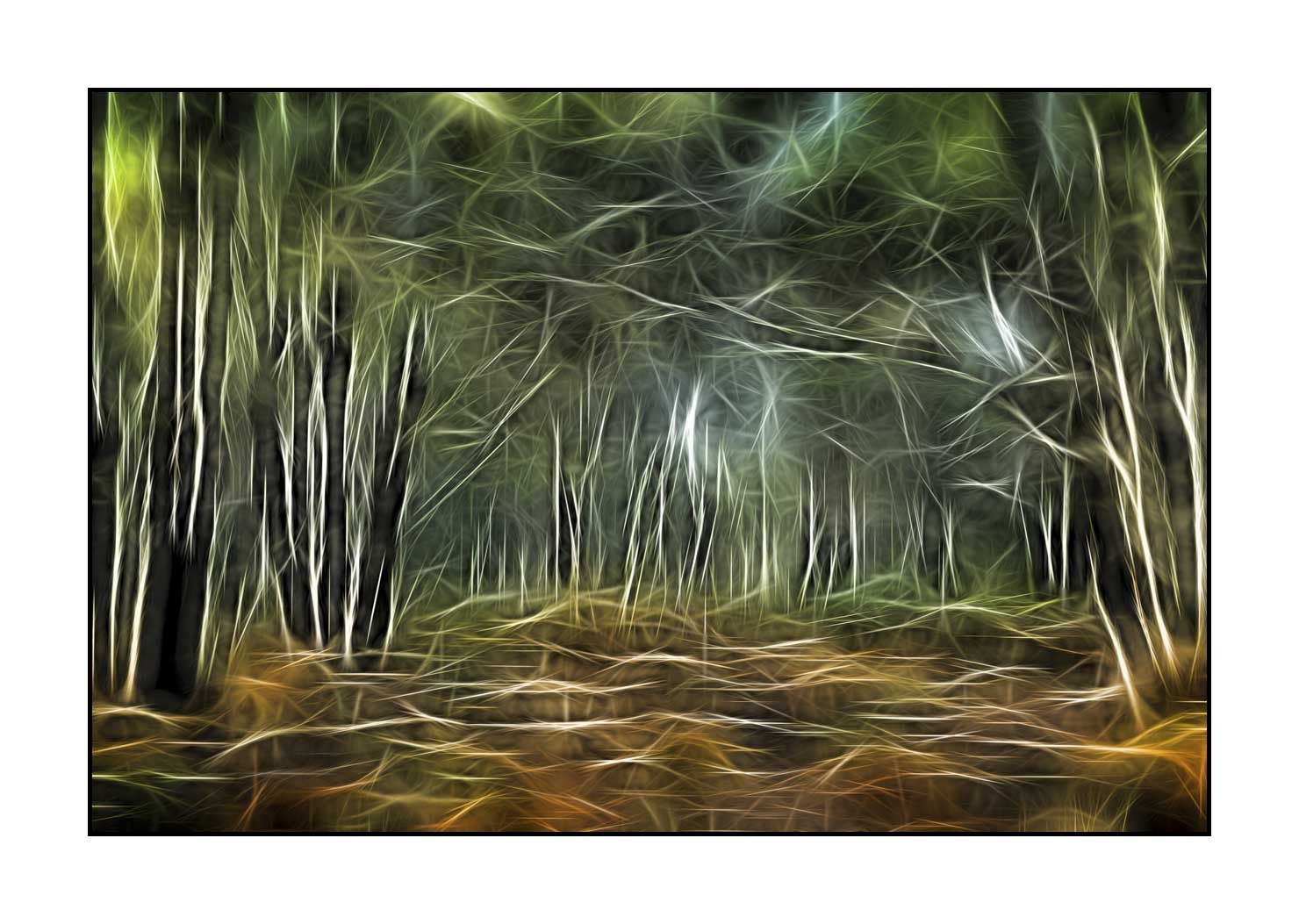 fusion/002-arbres-et-sous-bois/fr/06-arbres-sous-bois-en-fusion-1681-32F