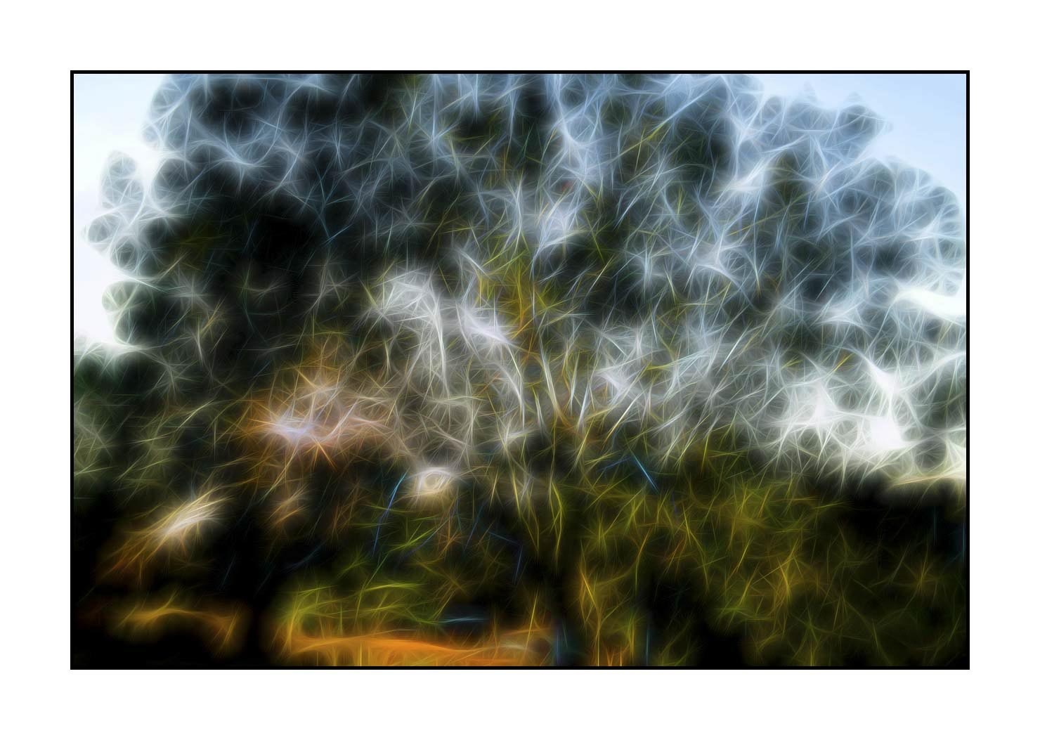 fusion/002-arbres-et-sous-bois/fr/07-arbres-sous-bois-en-fusion-1682-32F
