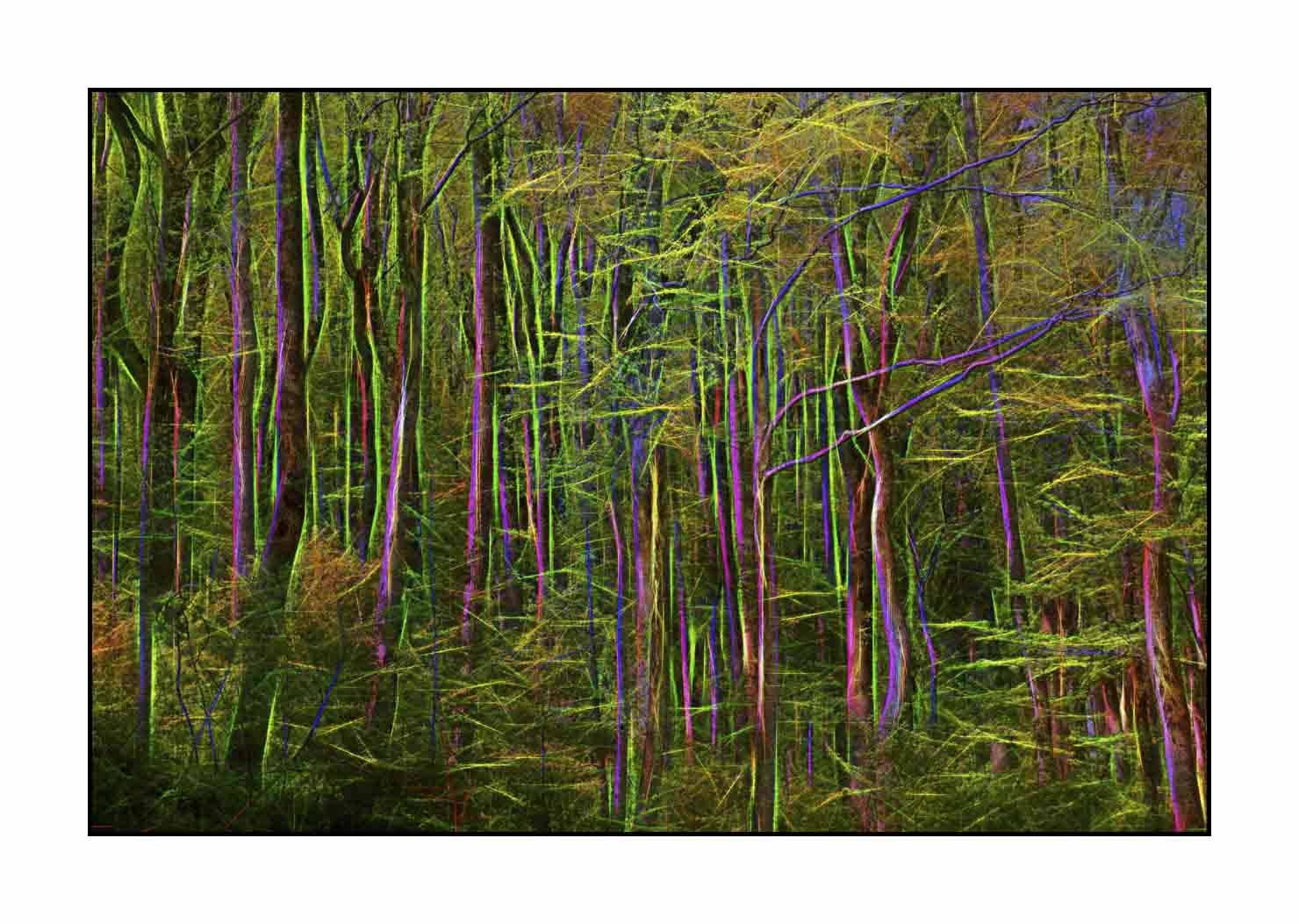 fusion/002-arbres-et-sous-bois/fr/09-arbres-sous-bois-en-fusion-1795-32F