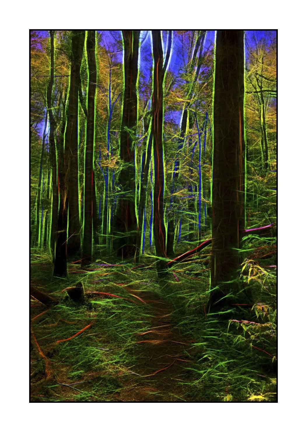 fusion/002-arbres-et-sous-bois/fr/10-arbres-sous-bois-en-fusion-1796-32F