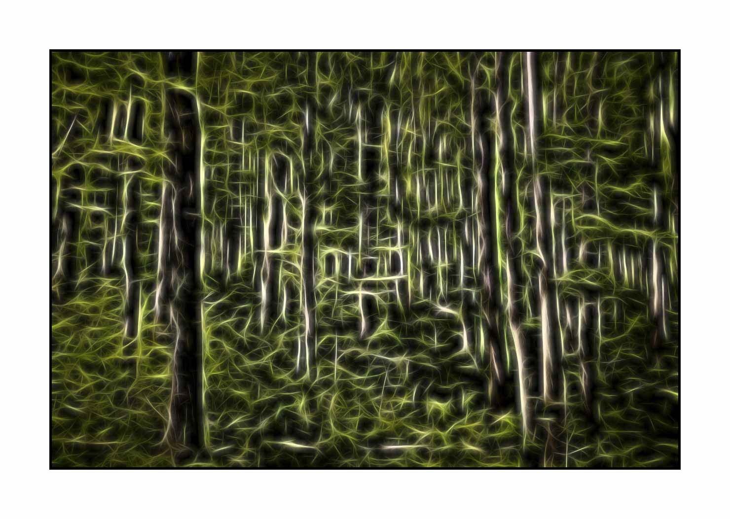 fusion/002-arbres-et-sous-bois/fr/11-arbres-sous-bois-en-fusion-1797-32F