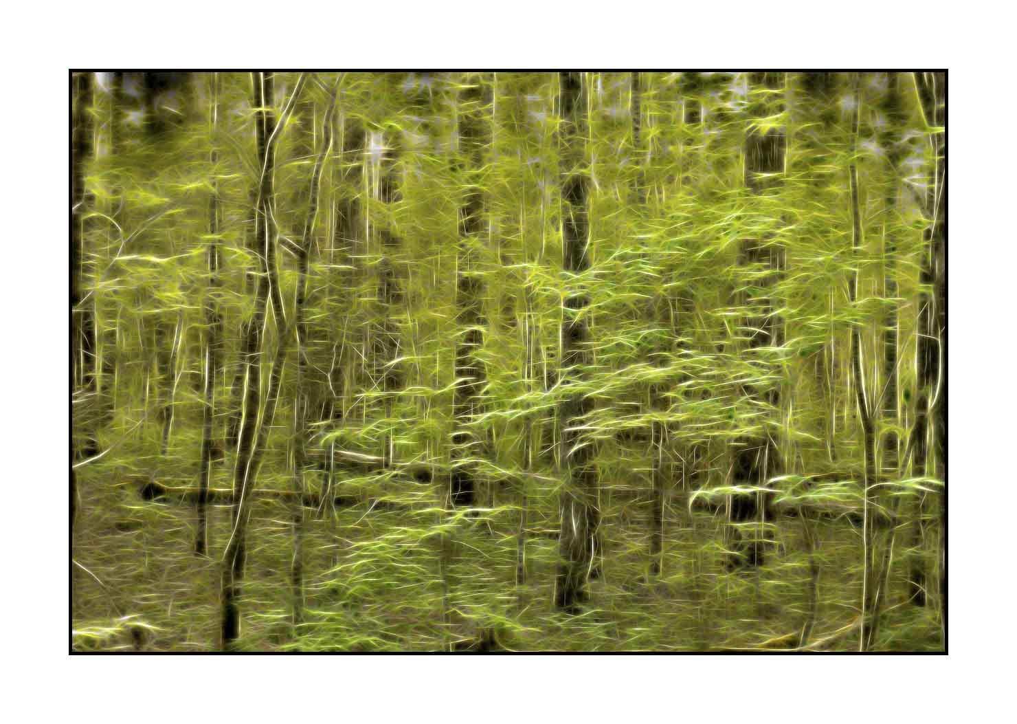 fusion/002-arbres-et-sous-bois/fr/13-arbres-sous-bois-en-fusion-1799-32F