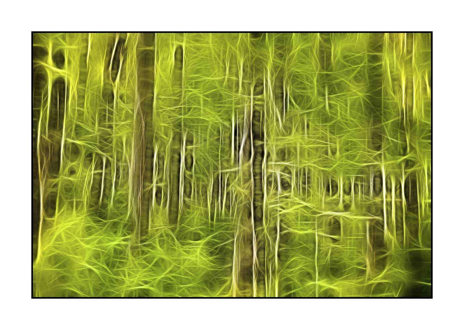 fusion/002-arbres-et-sous-bois/fr/14-arbres-sous-bois-en-fusion-1800-32F