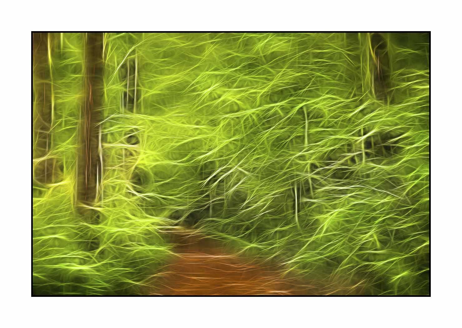 fusion/002-arbres-et-sous-bois/fr/15-arbres-sous-bois-en-fusion-1801-32F