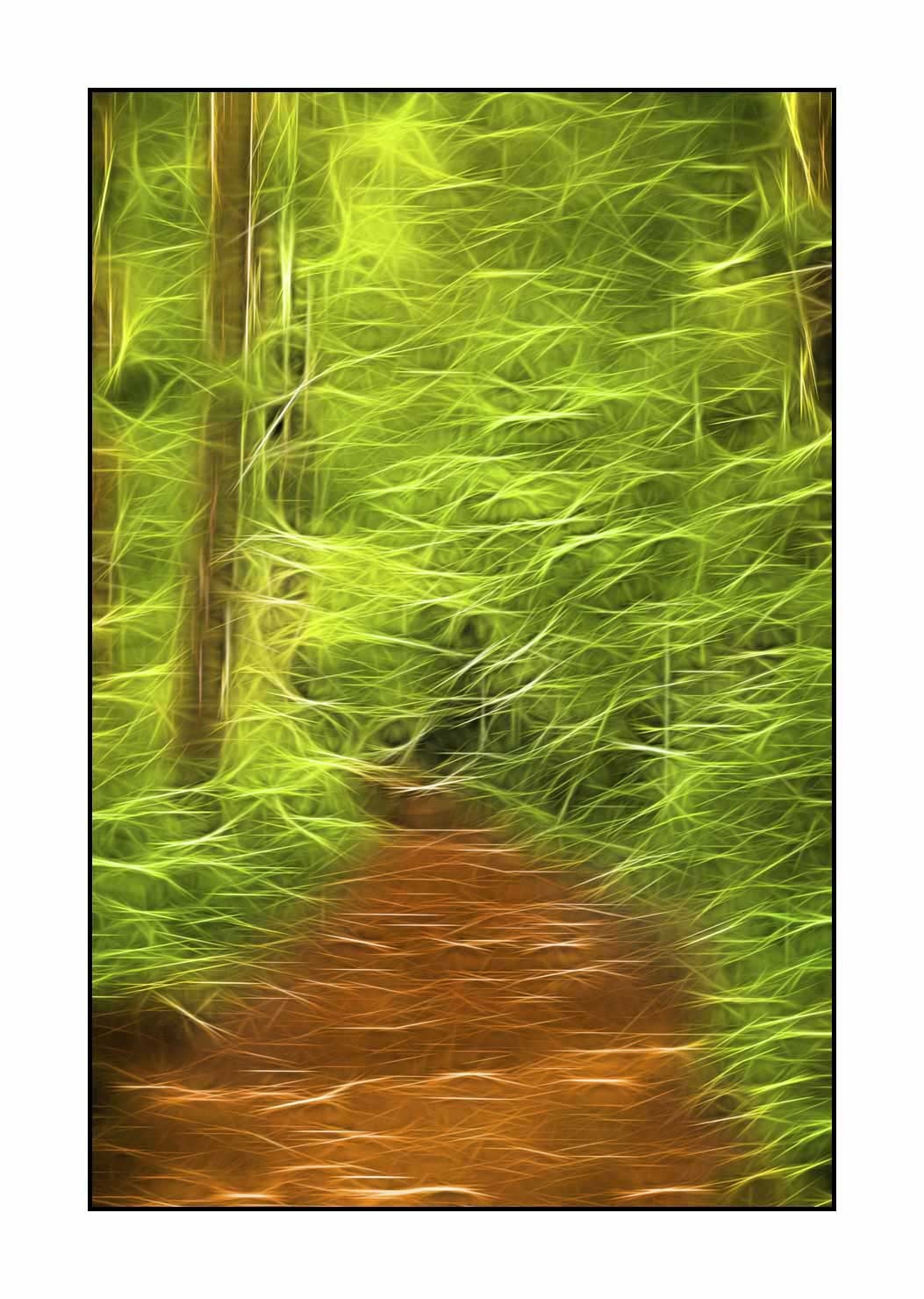 fusion/002-arbres-et-sous-bois/fr/16-arbres-sous-bois-en-fusion-1802-32F