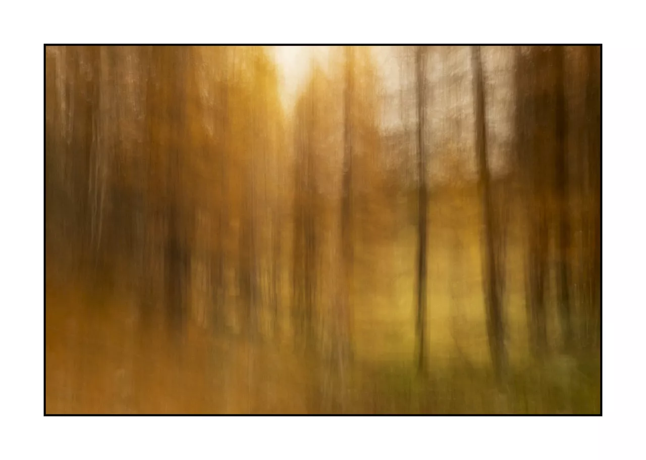 impression/006-impressions-foret-melezes/en/02-landscape-larch-trees-forest-la-claree-2028-32C