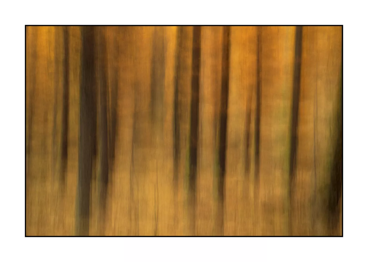 impression/006-impressions-foret-melezes/en/03-landscape-larch-trees-forest-la-claree-2030-32C