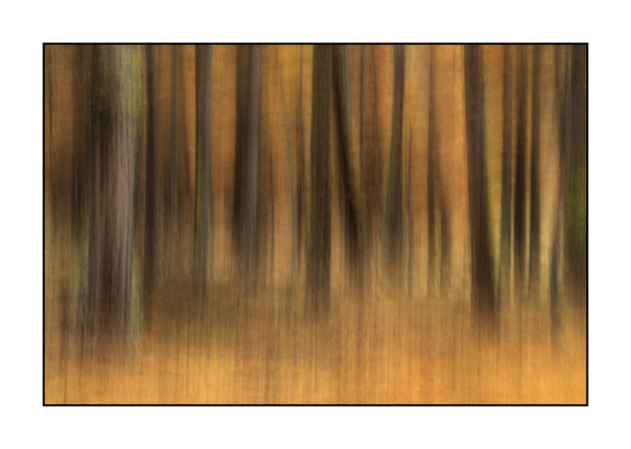 impression/006-impressions-foret-melezes/en/04-landscape-larch-trees-forest-la-claree-2031-32C