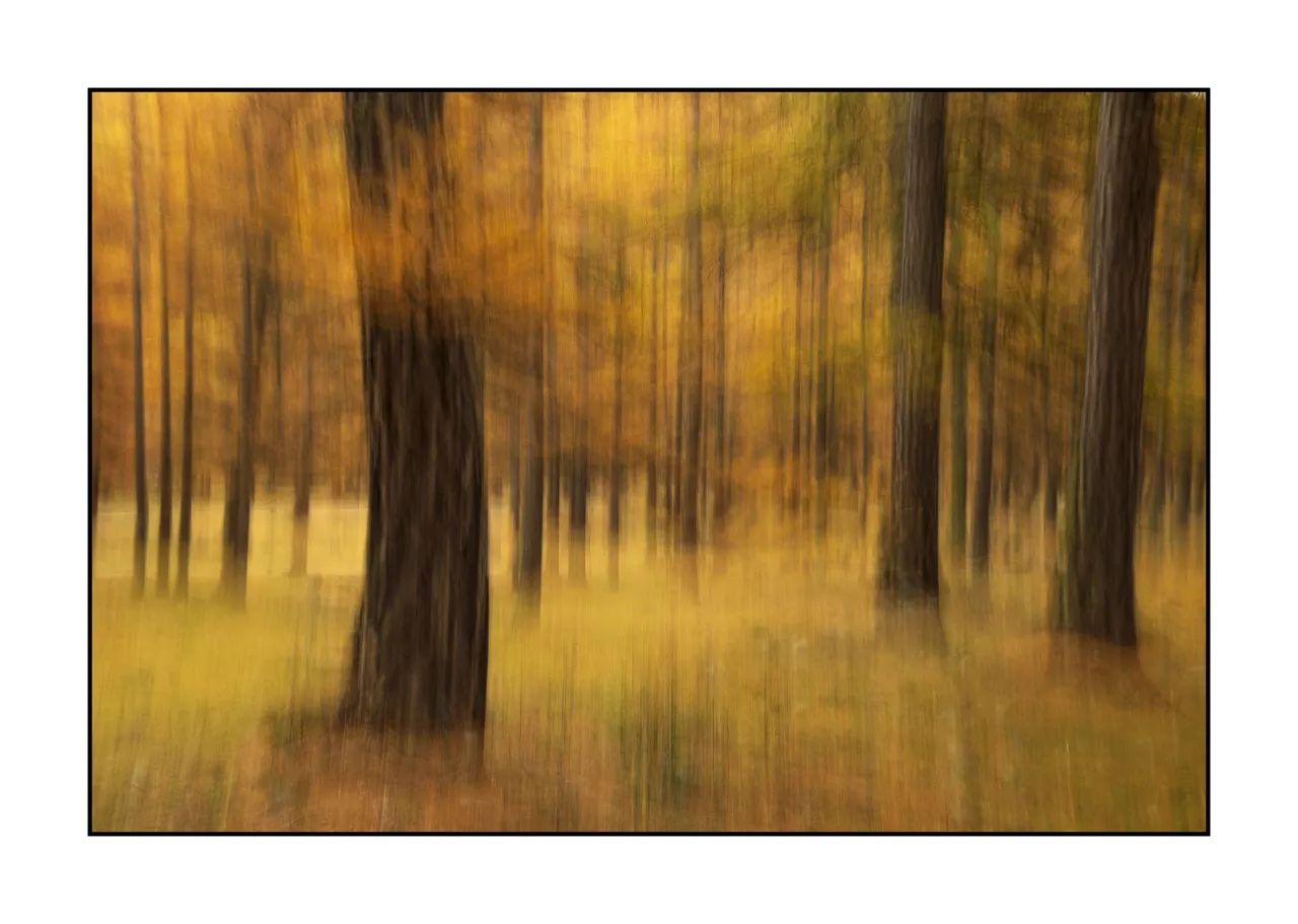 impression/006-impressions-foret-melezes/en/05-landscape-larch-trees-forest-la-claree-2032-32C