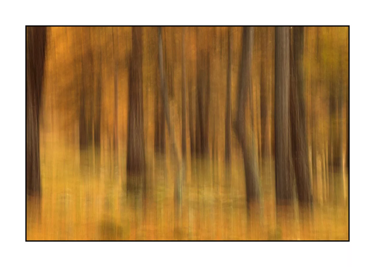 impression/006-impressions-foret-melezes/en/06-landscape-larch-trees-forest-la-claree-2033-32C
