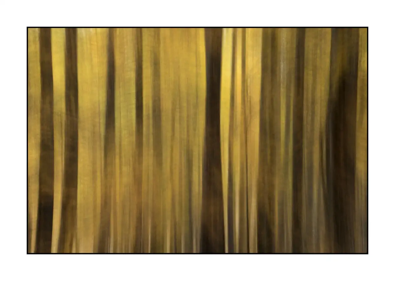 impression/006-impressions-foret-melezes/en/08-landscape-larch-trees-forest-la-claree-2284-32I
