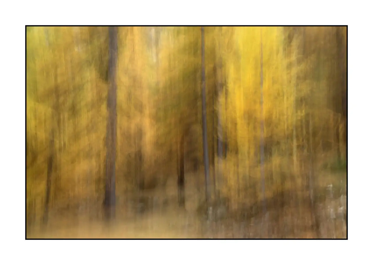 impression/006-impressions-foret-melezes/en/10-landscape-larch-trees-forest-la-claree-2286-32I