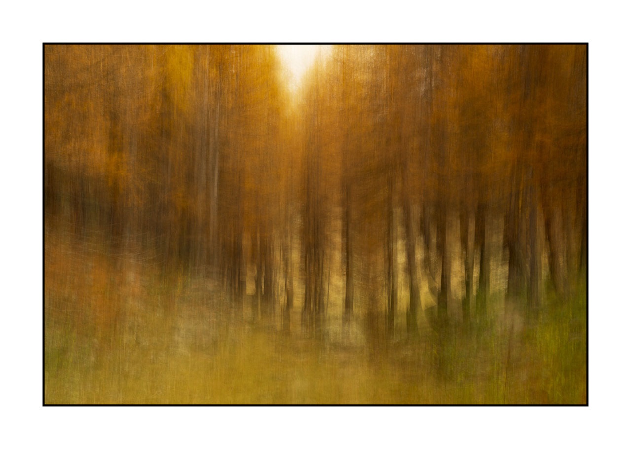 impression/006-impressions-foret-melezes/fr/01-paysage-foret-melezes-la-claree-2027-32C