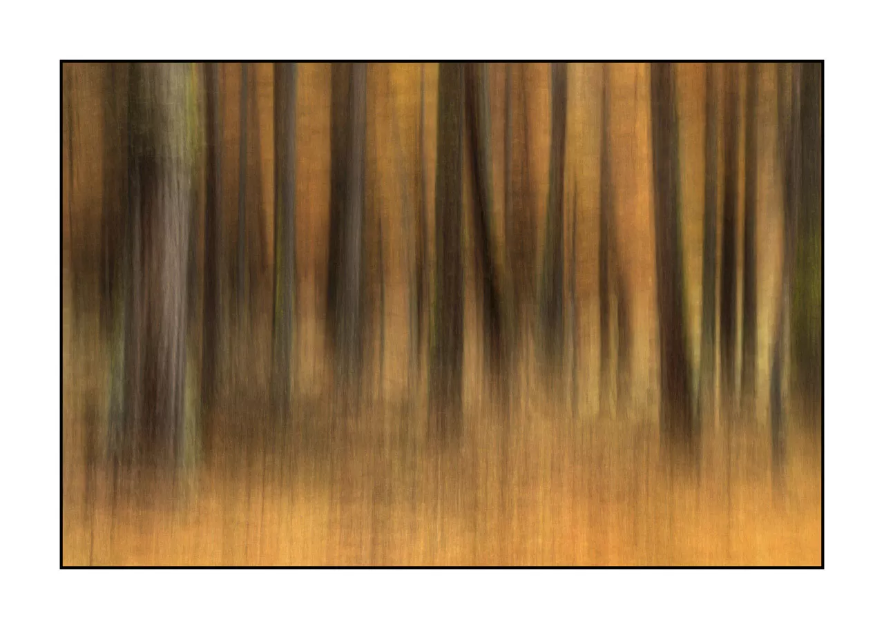 impression/006-impressions-foret-melezes/fr/04-paysage-foret-melezes-la-claree-2031-32C