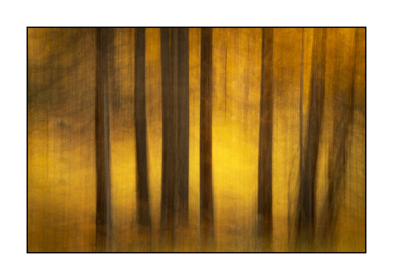 impression/006-impressions-foret-melezes/fr/07-paysage-foret-melezes-la-claree-2034-32C