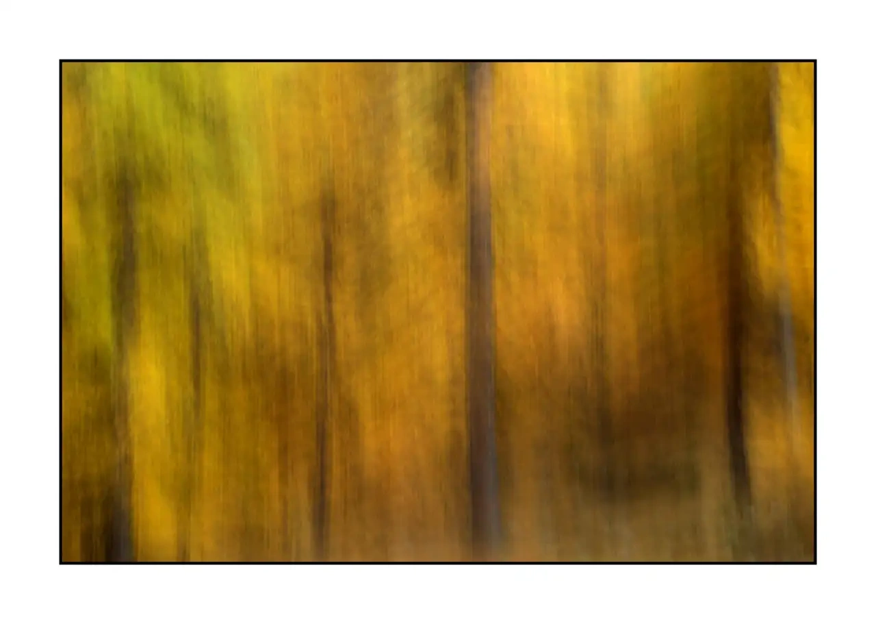 impression/006-impressions-foret-melezes/fr/09-paysage-foret-melezes-la-claree-2285-32I