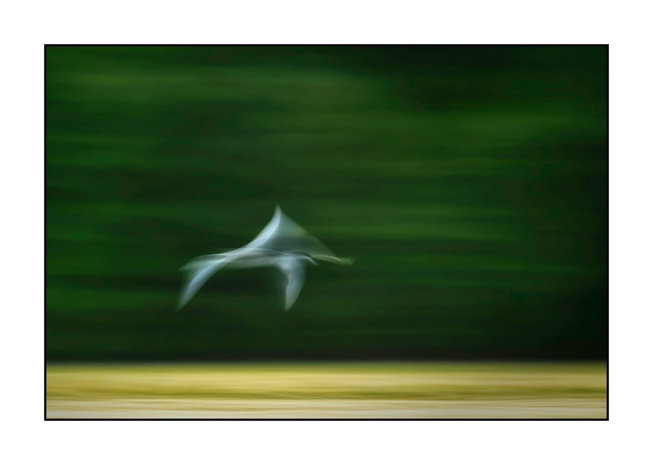 impression/008-impressions-d-oiseaux/edition-limitee/en/01-bird-dombes-blurry-ICM-2454-32I