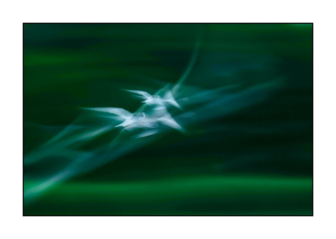 impression/008-impressions-d-oiseaux/edition-limitee/en/02-bird-dombes-blurry-ICM-2455-32I