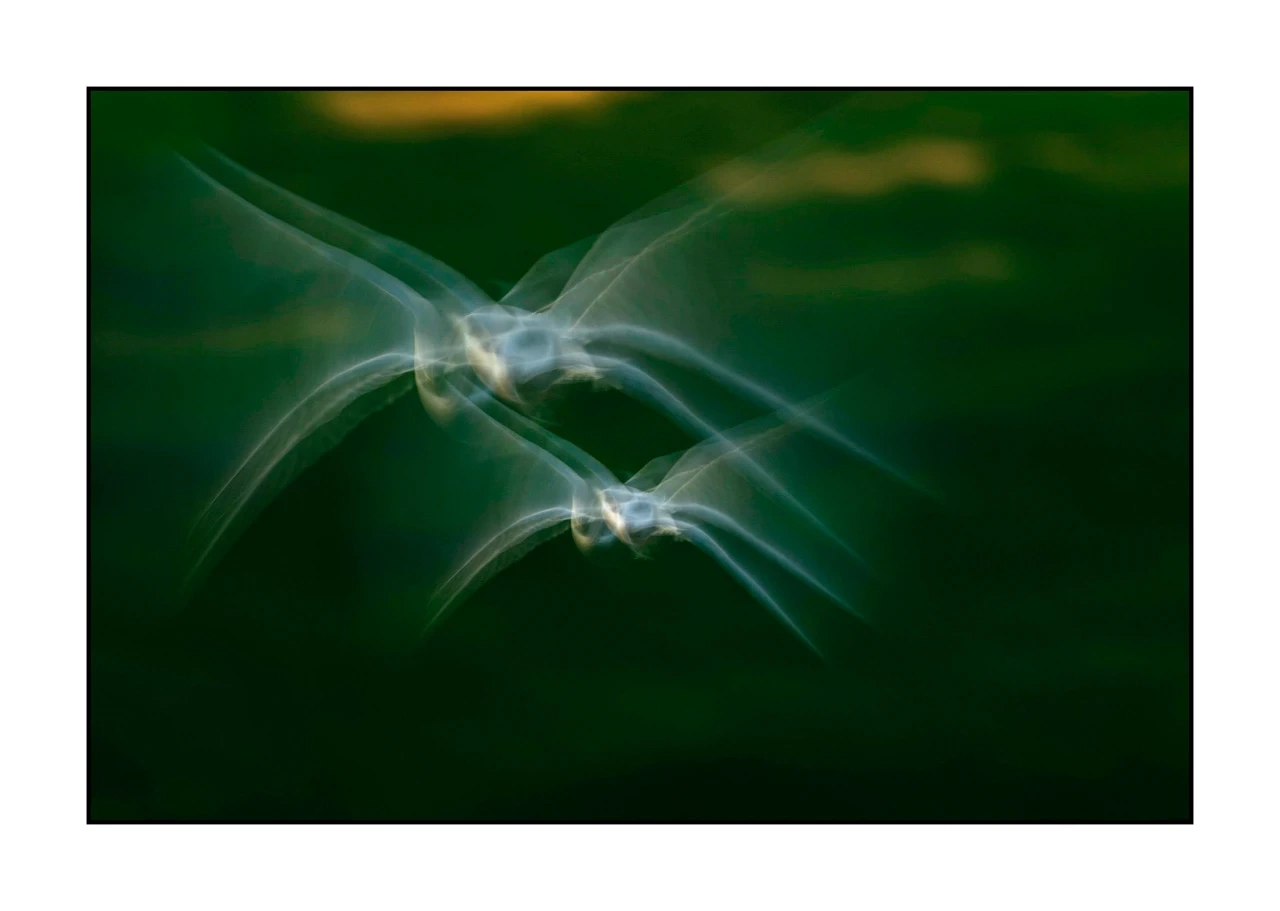 impression/008-impressions-d-oiseaux/edition-limitee/en/04-bird-dombes-blurry-ICM-2457-32I