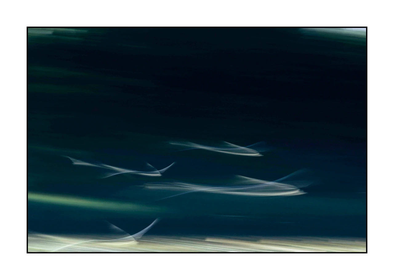 impression/008-impressions-d-oiseaux/edition-limitee/en/05-bird-dombes-blurry-ICM-2458-32I