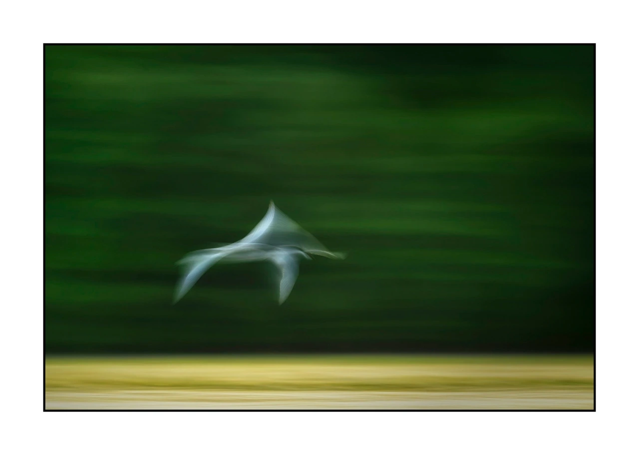impression/008-impressions-d-oiseaux/edition-limitee/fr/01-oiseau-dombes-flou-ICM-2454-32I
