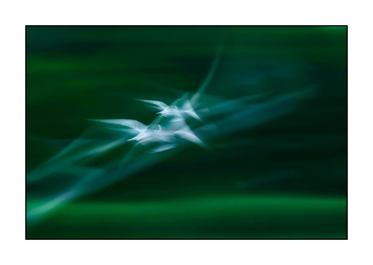 impression/008-impressions-d-oiseaux/edition-limitee/fr/02-oiseau-dombes-flou-ICM-2455-32I