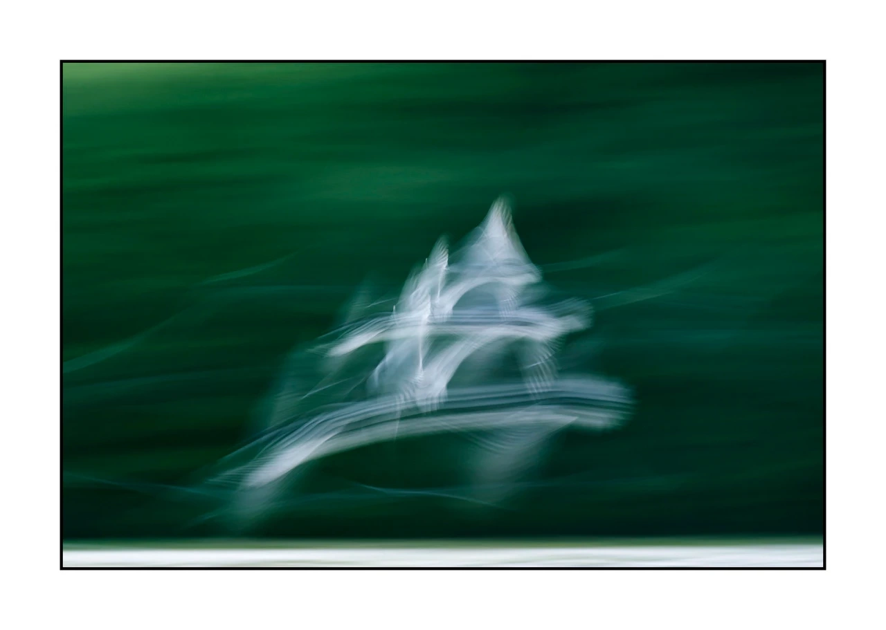 impression/008-impressions-d-oiseaux/edition-limitee/fr/03-oiseau-dombes-flou-ICM-2456-32I