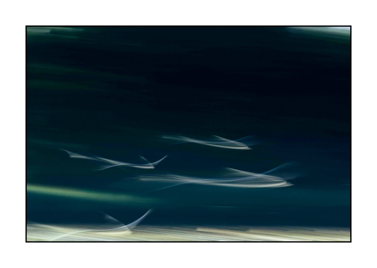 impression/008-impressions-d-oiseaux/edition-limitee/fr/05-oiseau-dombes-flou-ICM-2458-32I