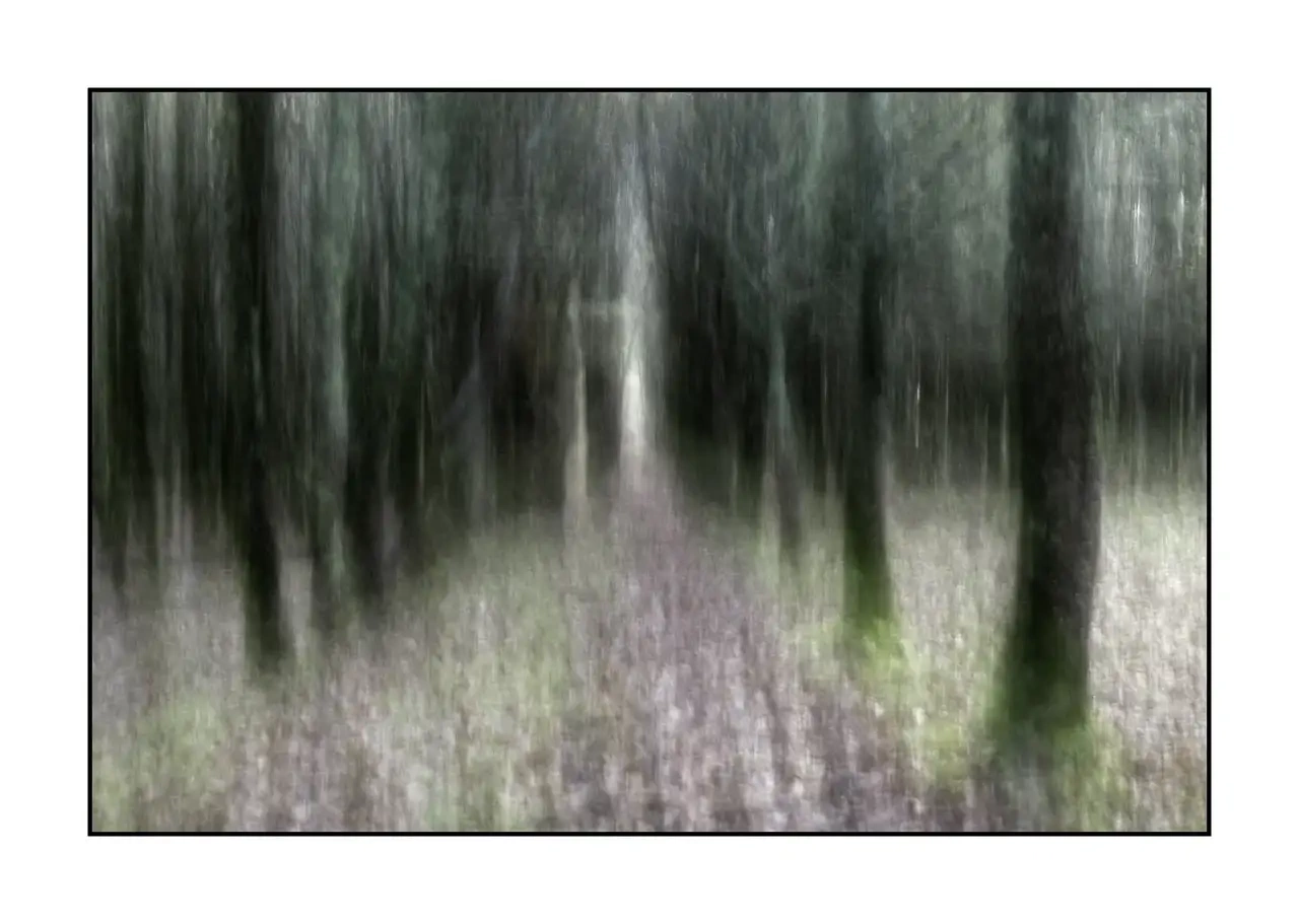 impression/013-les-ames-des-sous-bois/en/03-tree-color-blurry-2331-32I