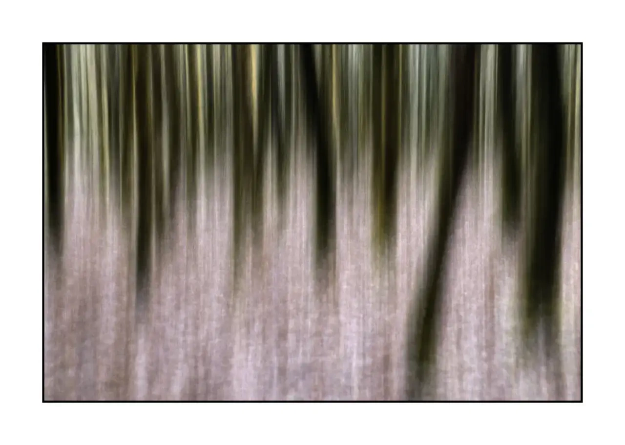 impression/013-les-ames-des-sous-bois/en/04-tree-color-blurry-2332-32I