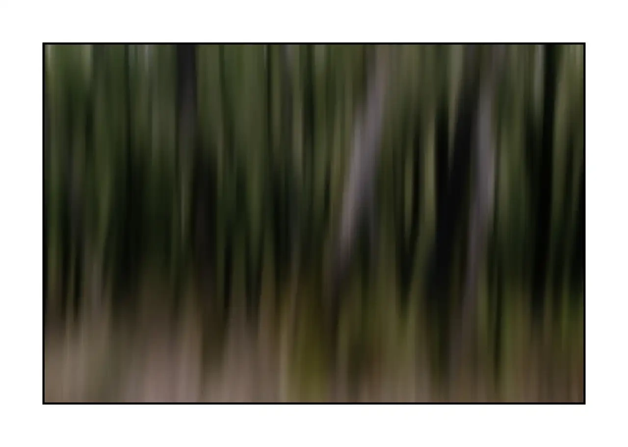 impression/013-les-ames-des-sous-bois/en/06-tree-color-blurry-2334-32I