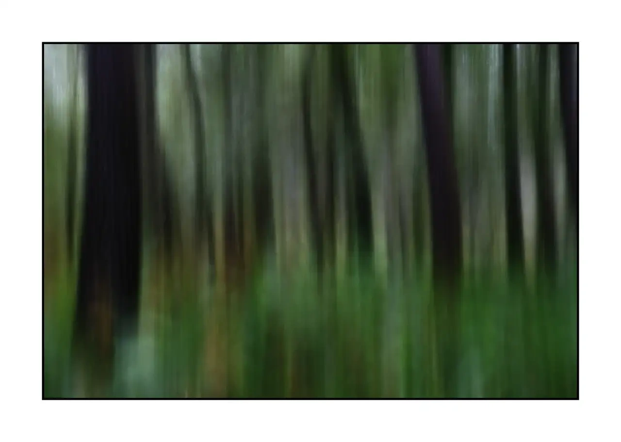 impression/013-les-ames-des-sous-bois/en/08-tree-color-blurry-2336-32I
