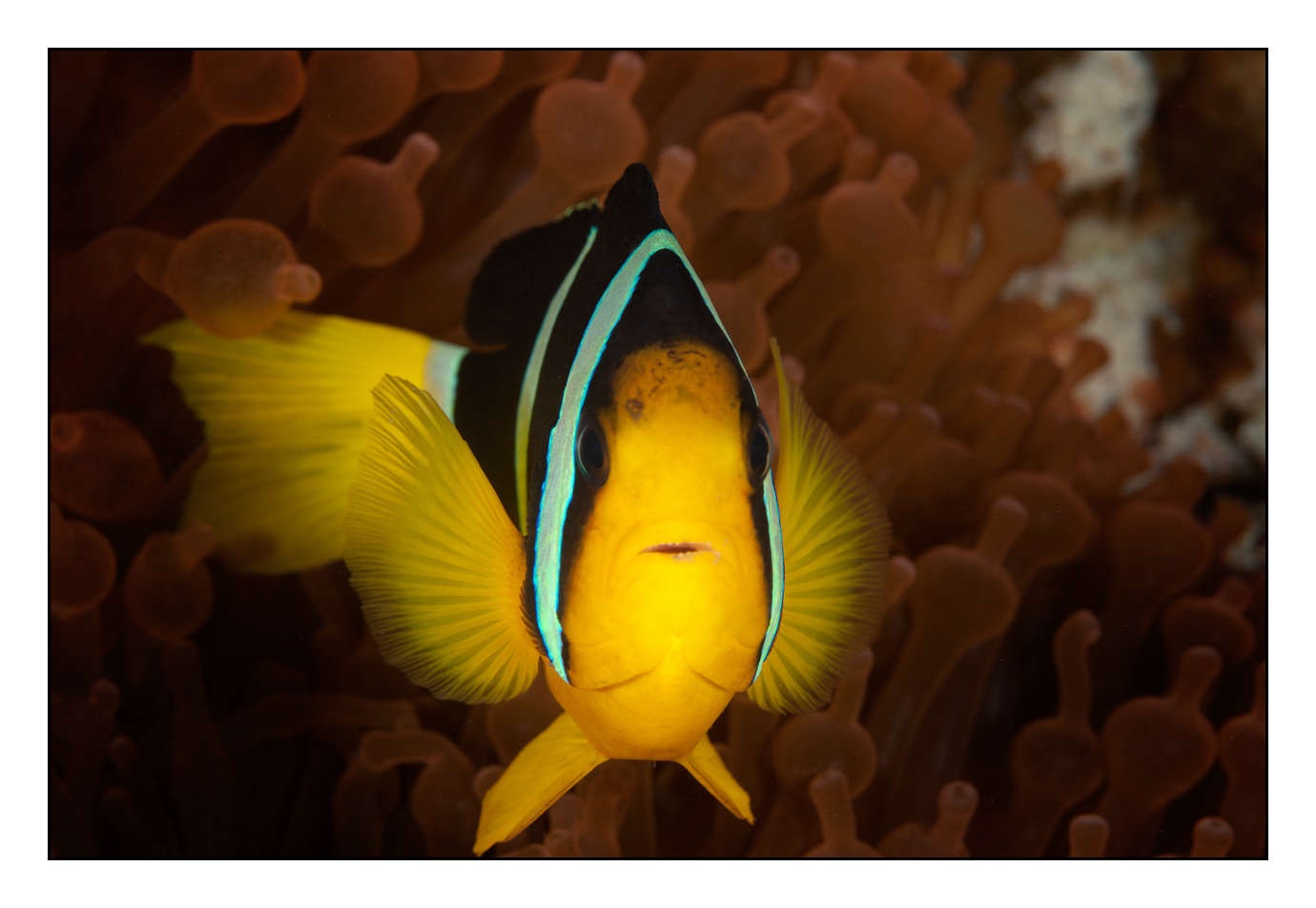 lumieres-et-couleurs/004-poissons-clowns/en/15-150411MAL0114C