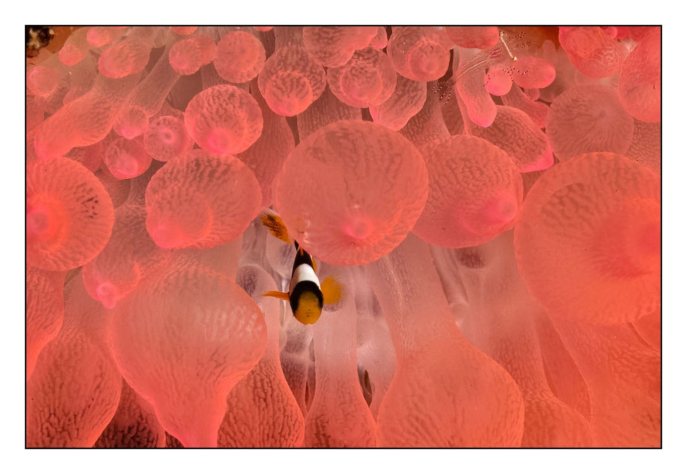 lumieres-et-couleurs/004-poissons-clowns/fr/01-130323MAL1074