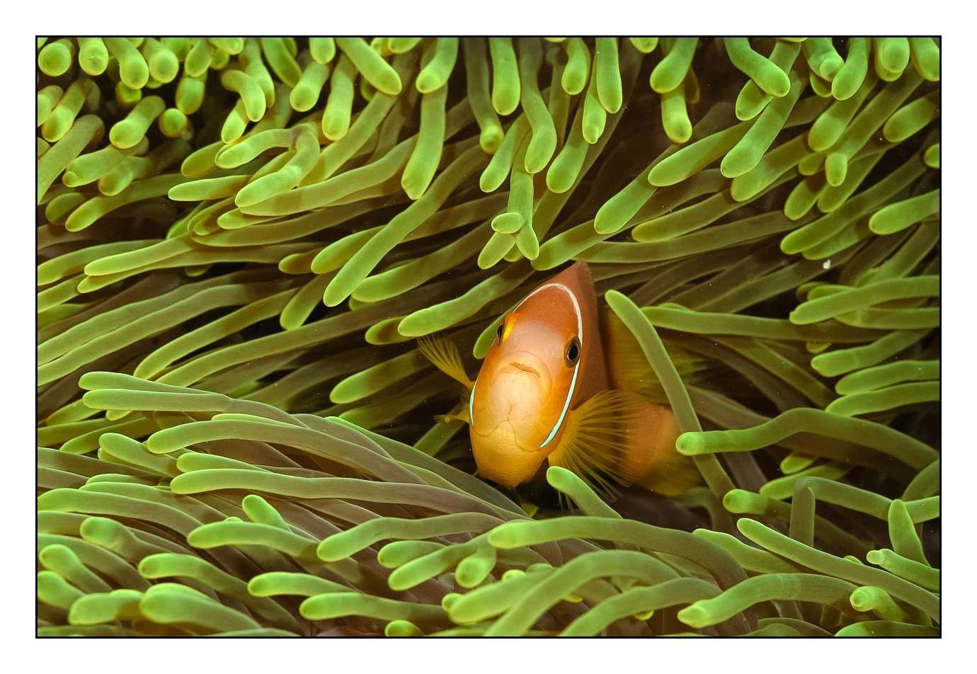 lumieres-et-couleurs/004-poissons-clowns/fr/02-130323MAL0741